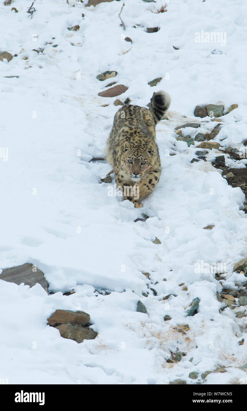 Hemis national park hi-res stock photography and images - Alamy