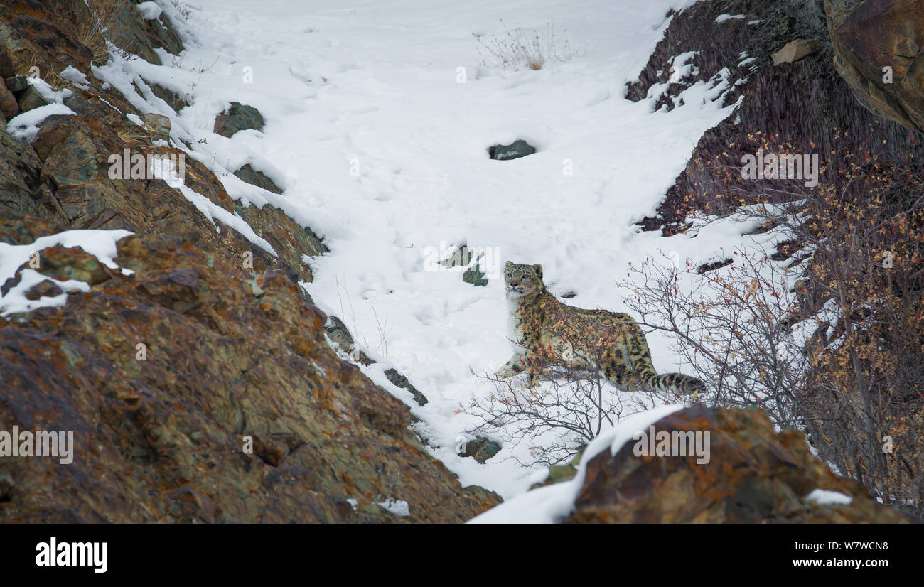 Snow leopard (Panthera uncia), Hemis National Park, Ladakh, India