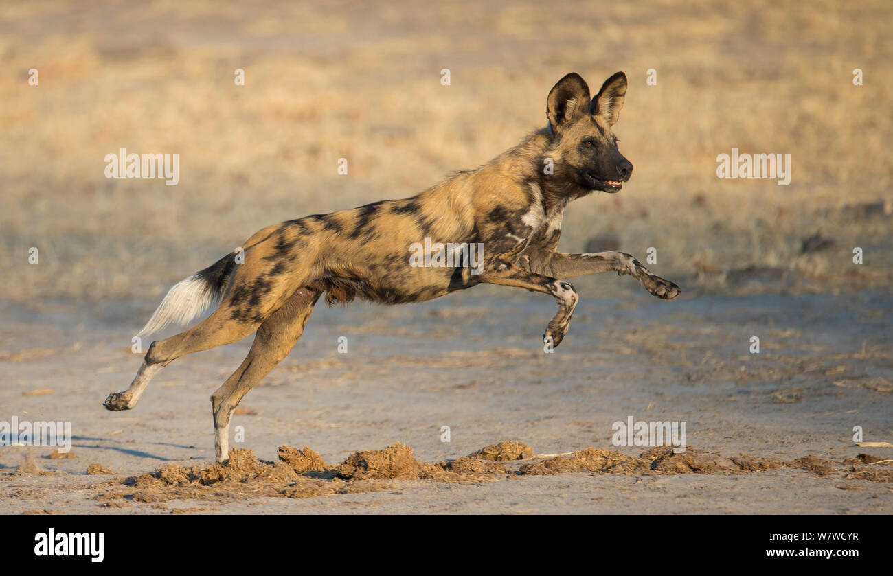 African wild dog (Lycaon pictus) running, Khwai River, Moremi Game Reserve, Botswana. Stock Photo