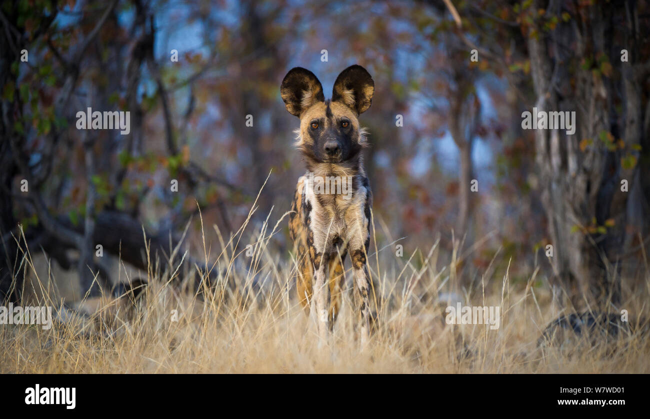 Portrait of an African wild dog (Lycaon pictus), Khwai River, Moremi Game Reserve, Botswana. Stock Photo