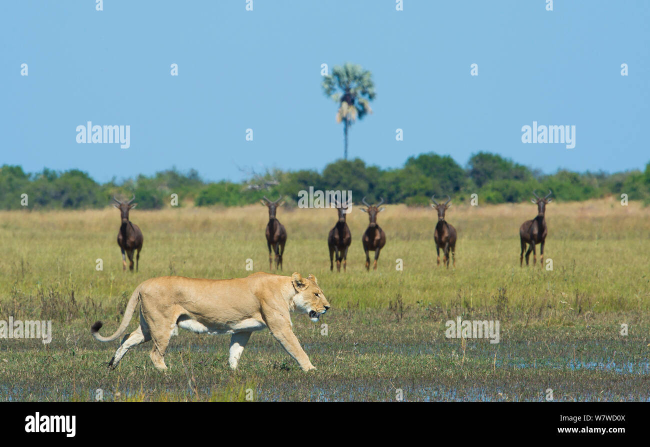 Small herd of Common tsessebe (Damaliscus lunatus) watching an African lioness (Panthera leo), Okavango Delta, Botswana. Stock Photo