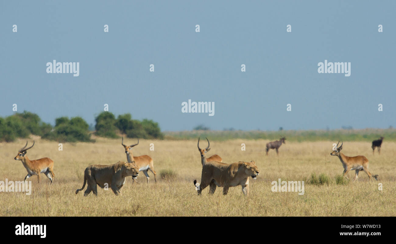Two African lionesses (Panthera leo) walking through a herd of Red lechwe (Kobus leche), Okavango Delta, Botswana. Stock Photo