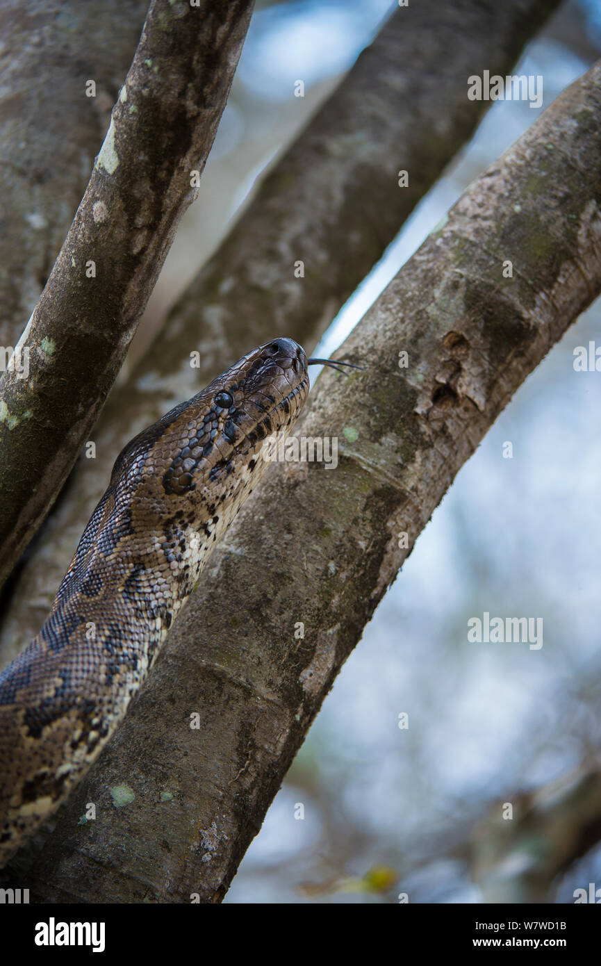 African rock python (Python sebae) in a tree, Phinda Private Game Reserve, South Africa. Stock Photo