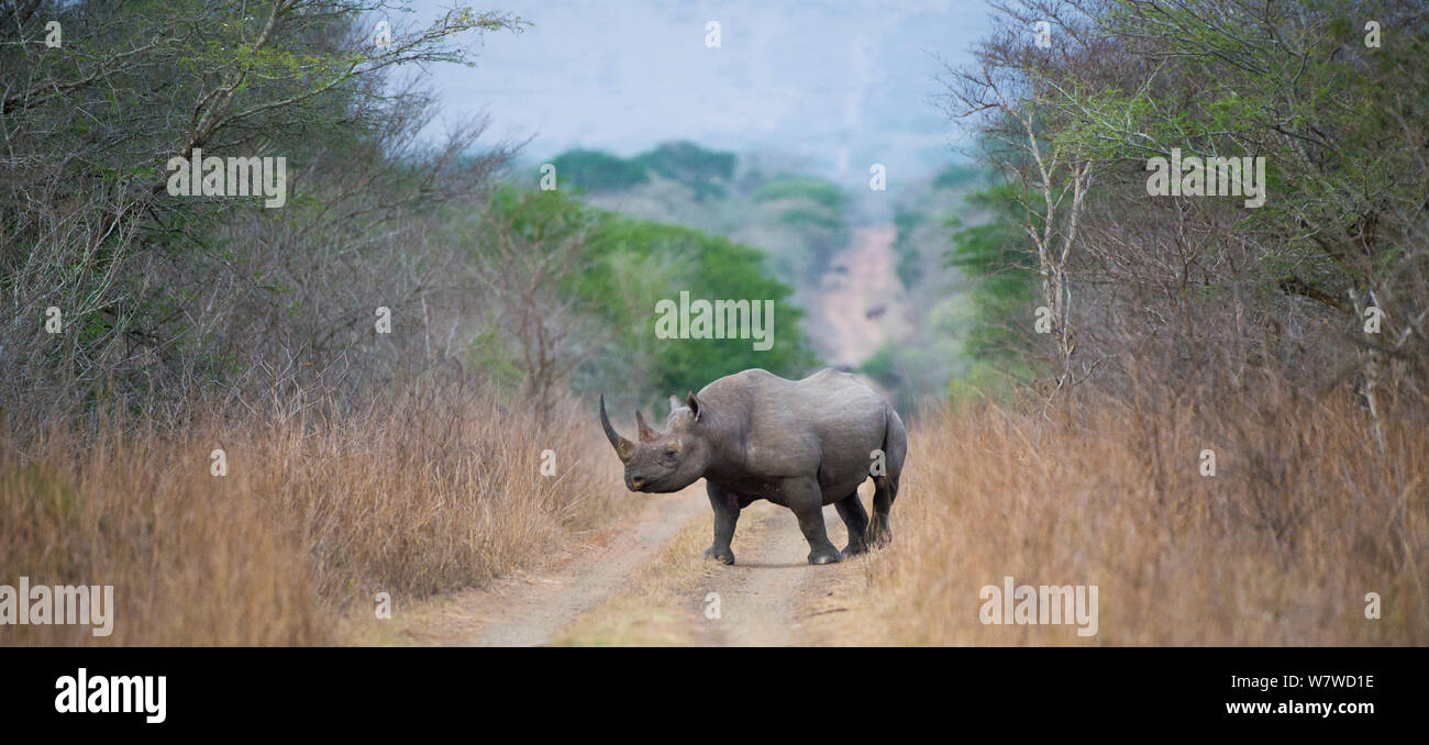 Black rhinoceros (Diceros bicornis) crossing a road, Phinda Private Game Reserve, South Africa. Stock Photo