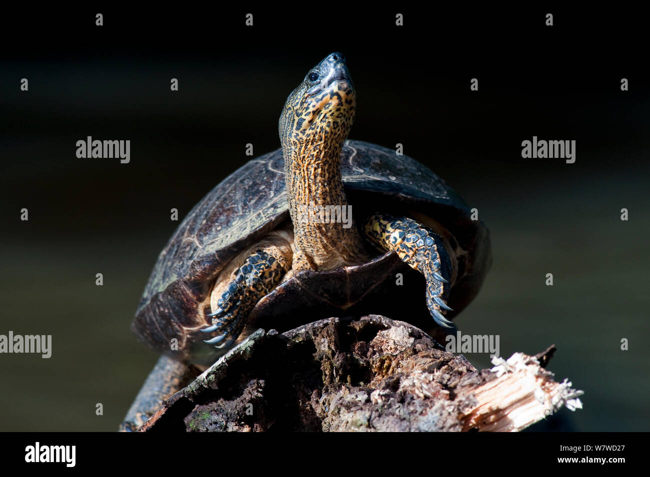Black wood turtle (Rhinoclemmys funerea) on a log, Tortuguero National Park, Costa Rica, February Stock Photo
