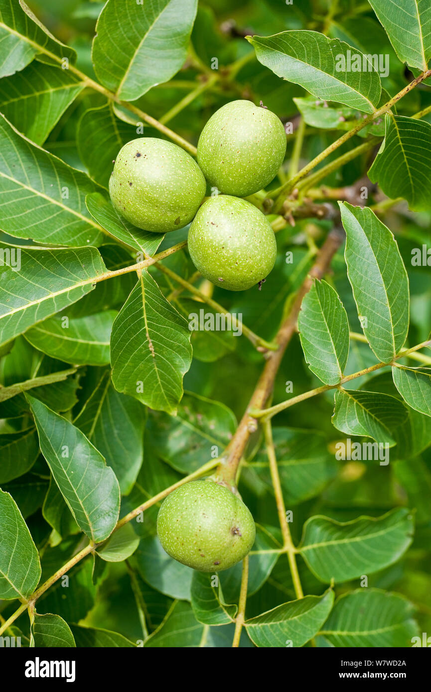 Walnut (Juglans regia) fruits, Bavaria, Germany, July Stock Photo