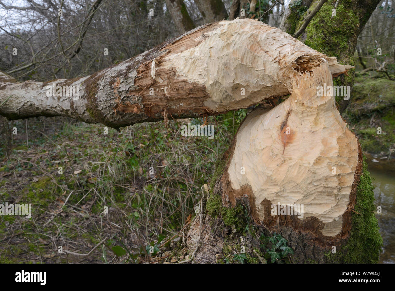 Alder tree (Alnus glutinosa) felled by Eurasian beaver (Castor fiber) within a large wet woodland stream enclosure, Devon, UK, March. Stock Photo