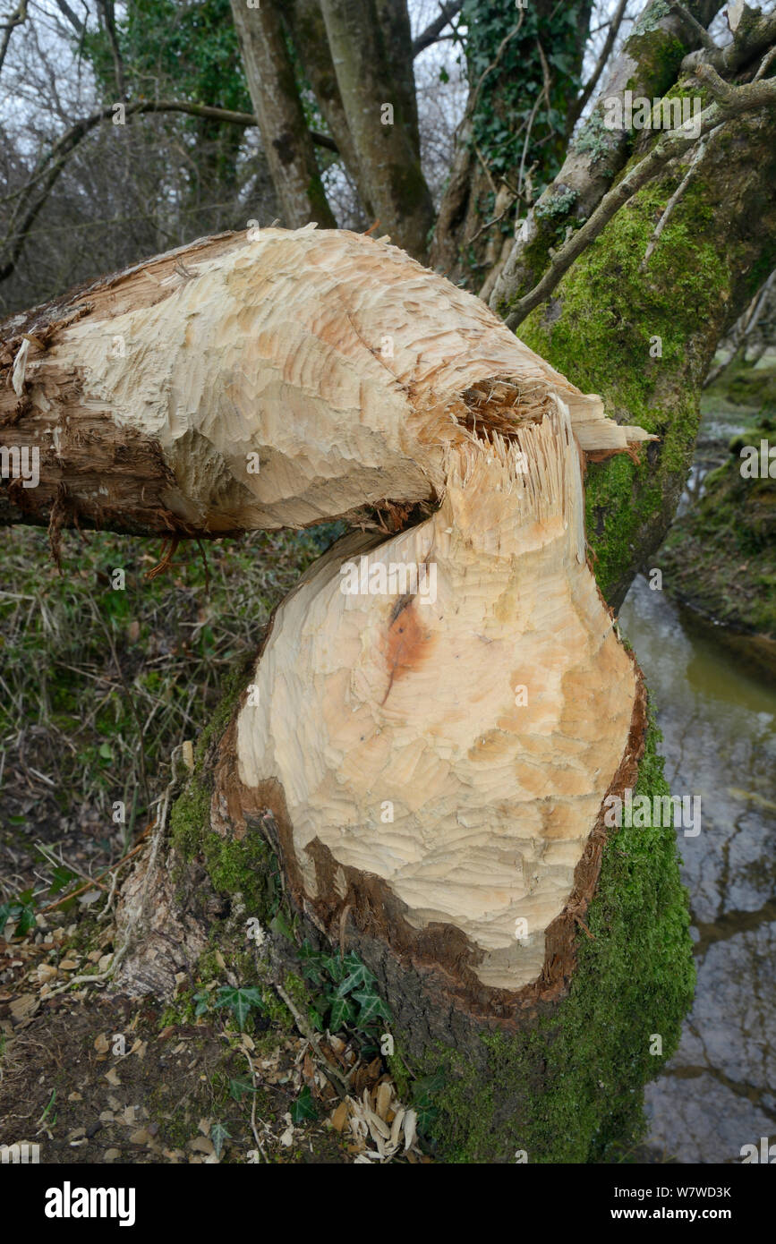 Alder tree (Alnus glutinosa) felled by Eurasian beaver (Castor fiber) within a large wet woodland stream enclosure, Devon, UK, March. Stock Photo