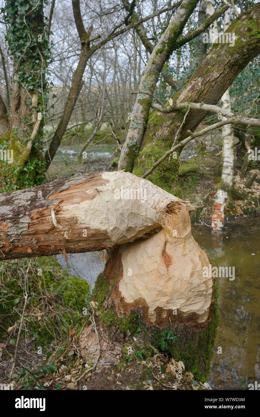 Alder tree (Alnus glutinosa) felled by Eurasian beaver (Castor fiber) within a large wet woodland stream enclosure, with felled Downy birch tree (Betula pendulosa) and a beaver dam checking the stream in the background, Devon, UK, March. Stock Photo