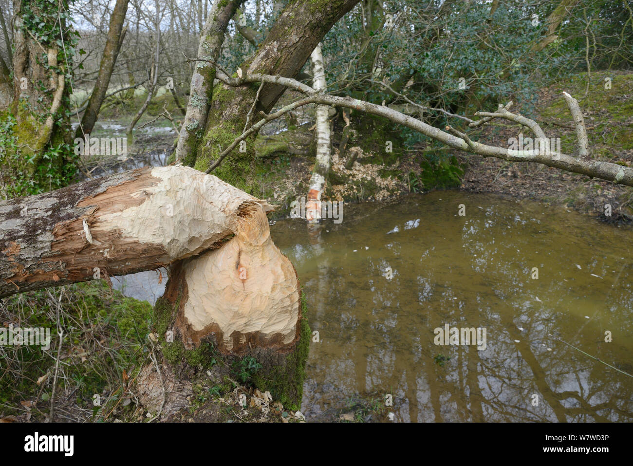 Alder tree (Alnus glutinosa) felled by Eurasian beaver (Castor fiber) within a large wet woodland stream enclosure, with felled Downy birch tree (Betula pendulosa) and a beaver dam checking the stream in the background, Devon, UK, March. Stock Photo