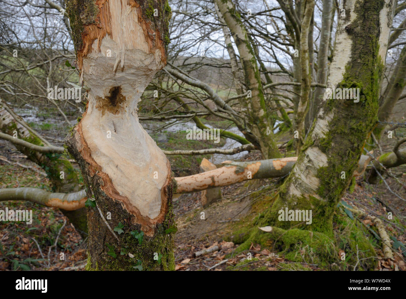 Alder tree (Alnus glutinosa) with trunk heavily gnawed by Eurasian beavers (Castor fiber) with Downy birch trees (Betula pubescens) felled in the background, within a large wet woodland stream enclosure, Devon, UK, March. Stock Photo