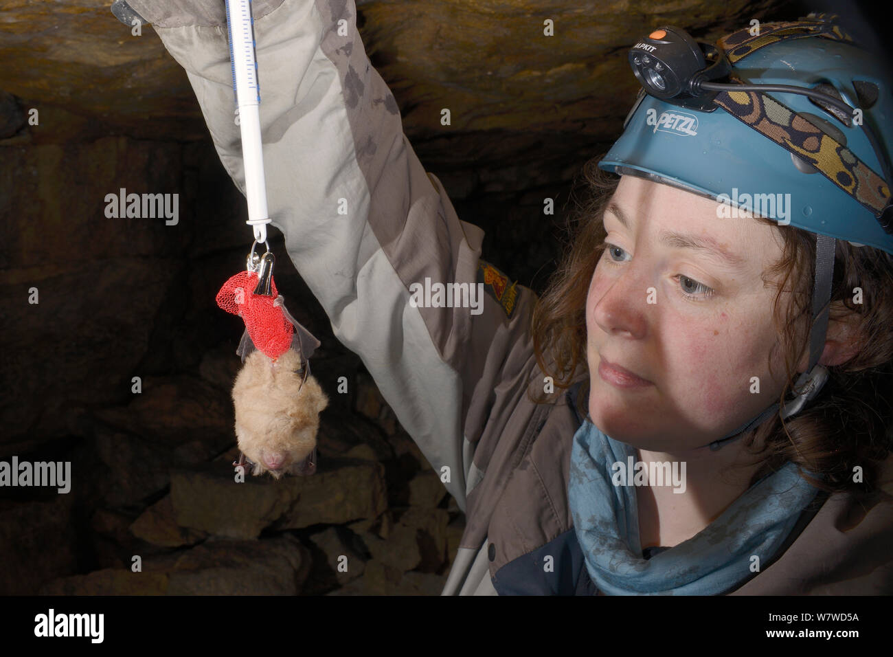 Dr. Danielle Linton weighing a Greater horseshoe bat (Rhinolophus ferrumequinum) during a winter hibernation survey in an old Bath stone mine, Wiltshire, UK, February. Model released. Stock Photo