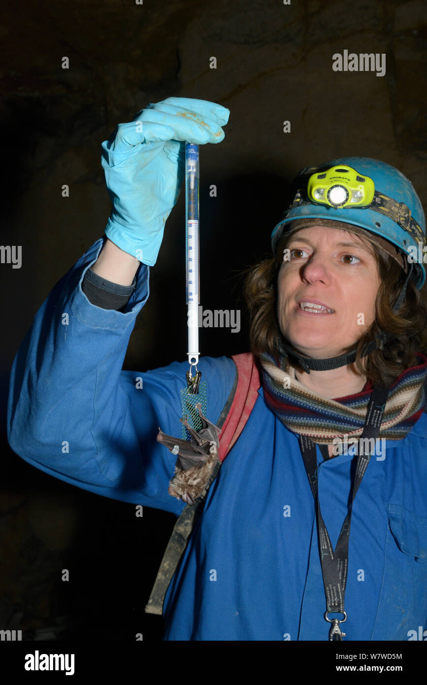 Dr. Fiona Mathews weighing a Greater horseshoe bat (Rhinolophus ferrumequinum) during a winter hibernation survey in an old Bath stone mine, Wiltshire, UK, February. Model released. Stock Photo