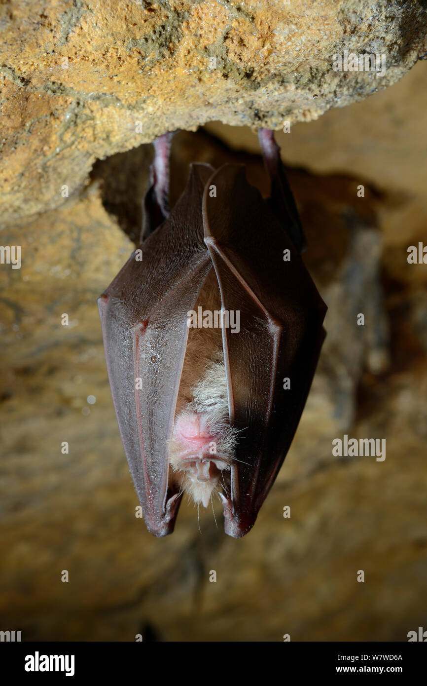 Hibernating bats uk hires stock photography and images Alamy