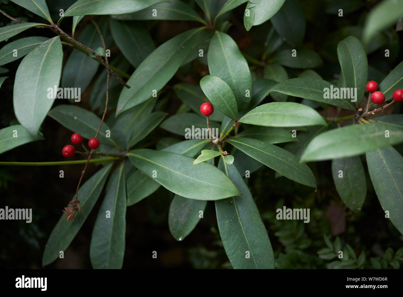 red fruit of Skimmia japonica shrub Stock Photo