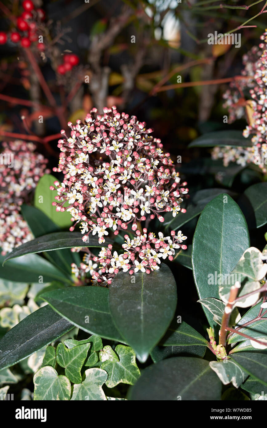 white and pink inflorescence of Skimmia japonica shrub Stock Photo