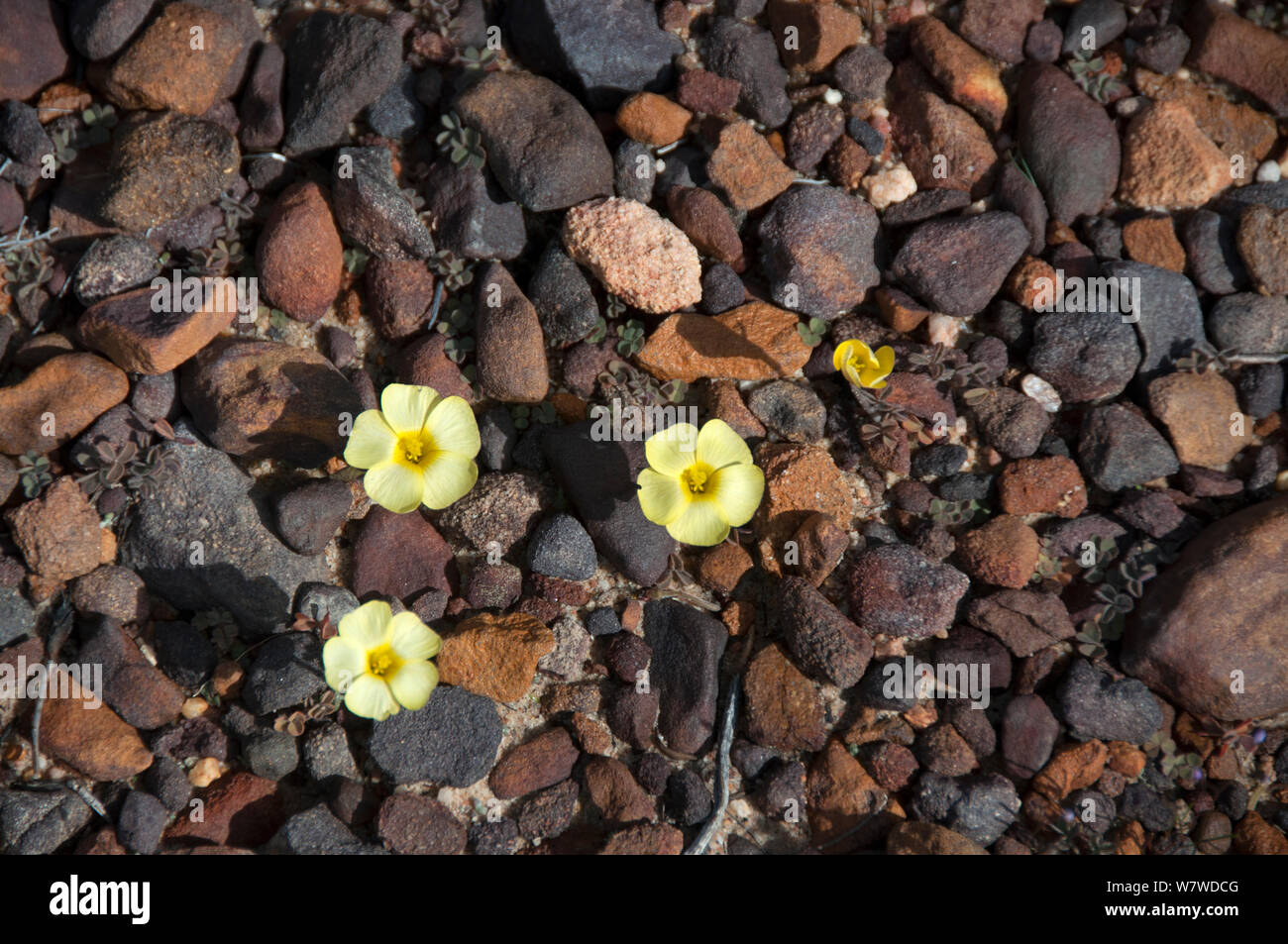 Three Bermuda buttercups (Oxalis pes caprae) in flower, Namaqualand, South Africa, August. Stock Photo
