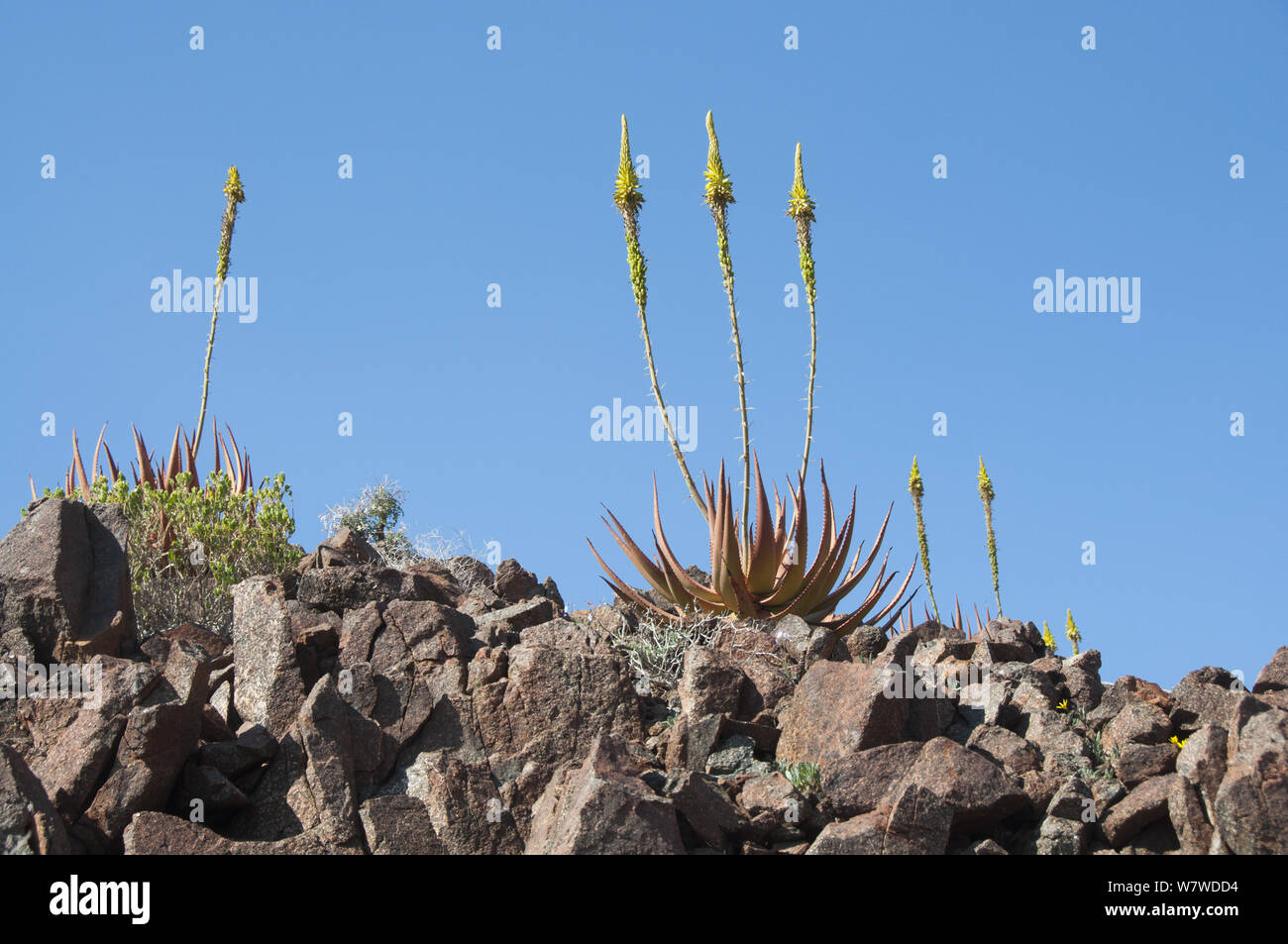 Flowering Aloes (Aloe gariepensis) Richtersveld National Park and World Heritage Site, Northern Cape, South Africa, August. Stock Photo