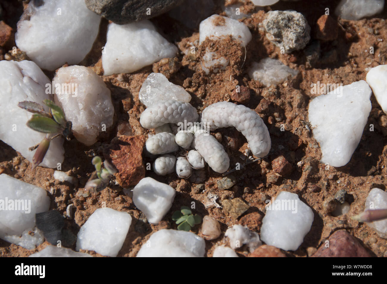 Succulent (Avonia papyracea) growing amongst stones,  Richtersveld National Park and World Heritage Site, Northern Cape, South Africa, August. Stock Photo