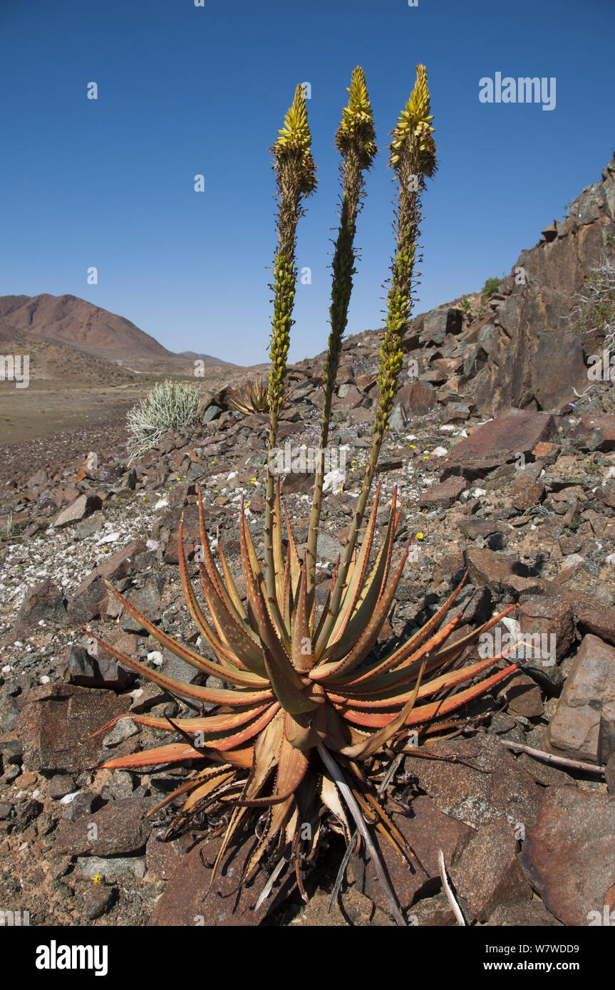 Aloe (Aloe gariepensis) in flower, Richtersveld National Park and World  Heritage Site, Northern Cape, South Africa, August Stock Photo - Alamy
