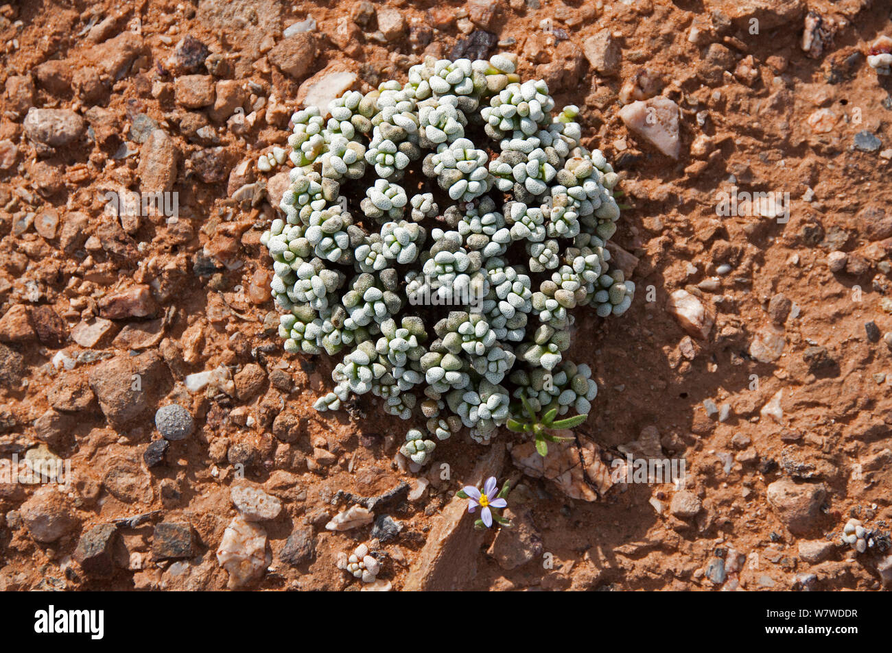 Coral crassula (Crassula corallina) Richtersveld National Park and World Heritage Site, Northern Cape, South Africa, August. Stock Photo