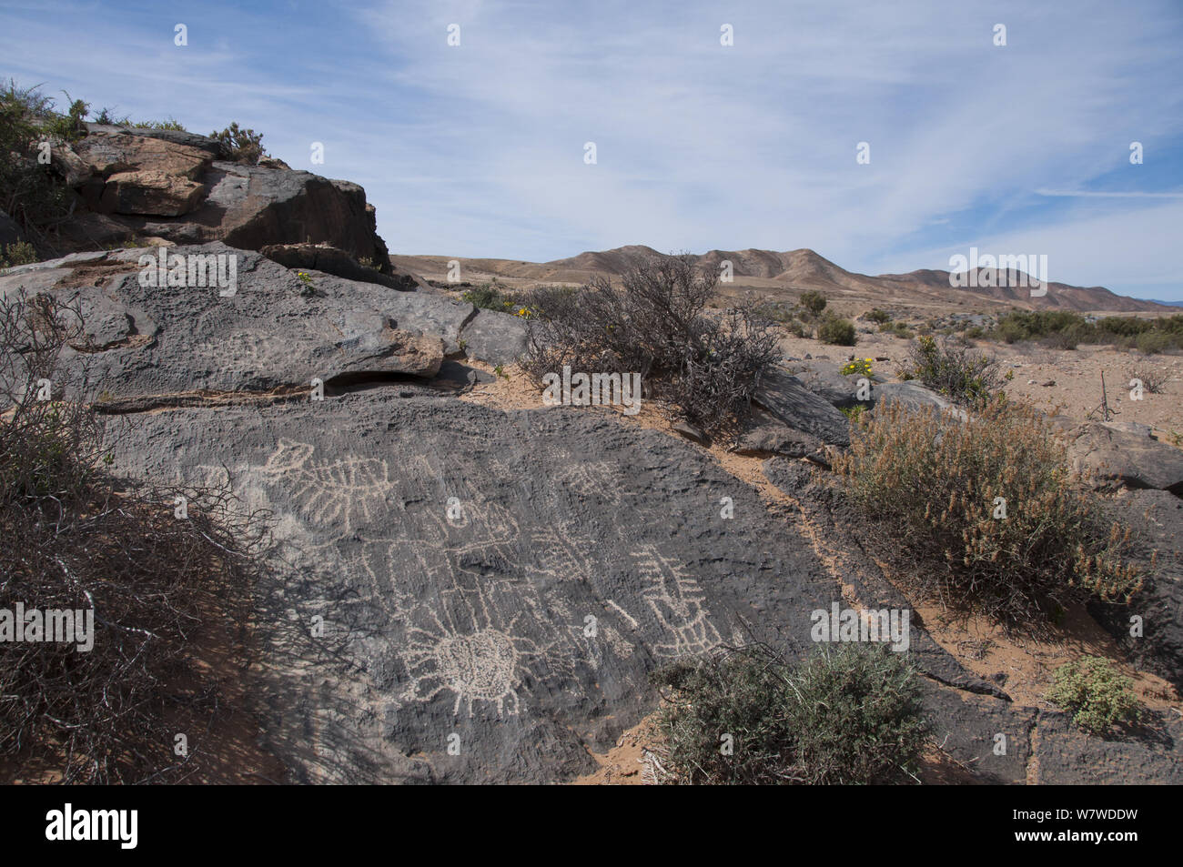 Petroglyphs on black dolomite rock, Richterveld National Park and World Heritage Site, Northern Cape, South Africa, August 2011. Stock Photo