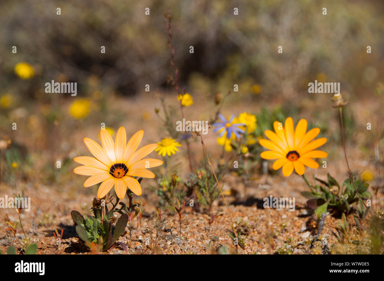 South african national heritage site hires stock photography and