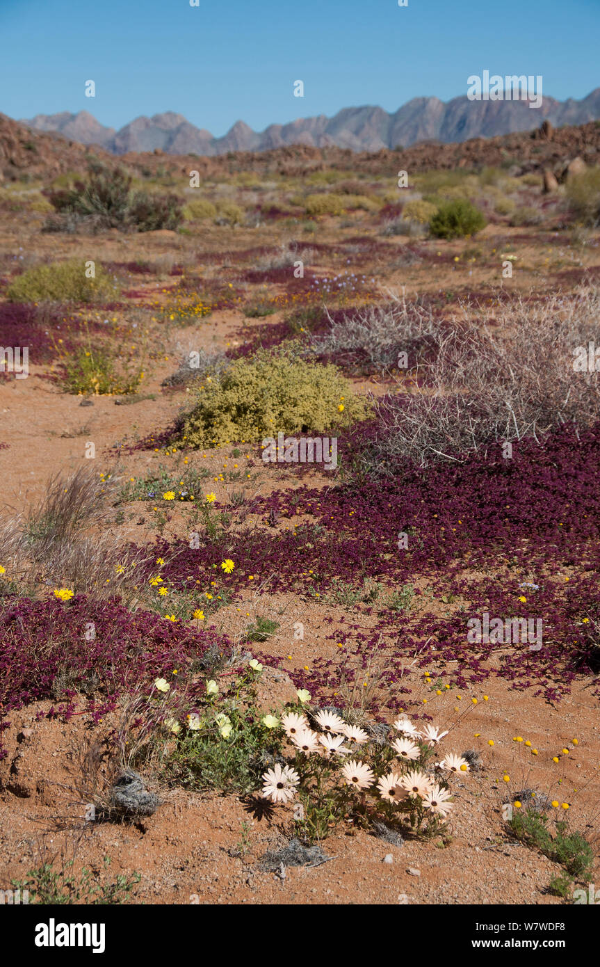Flowering desert plants including Daisies (Asteraceae) Richtersveld National Park and World Heritage Site, Northern Cape, South Africa, August. Stock Photo