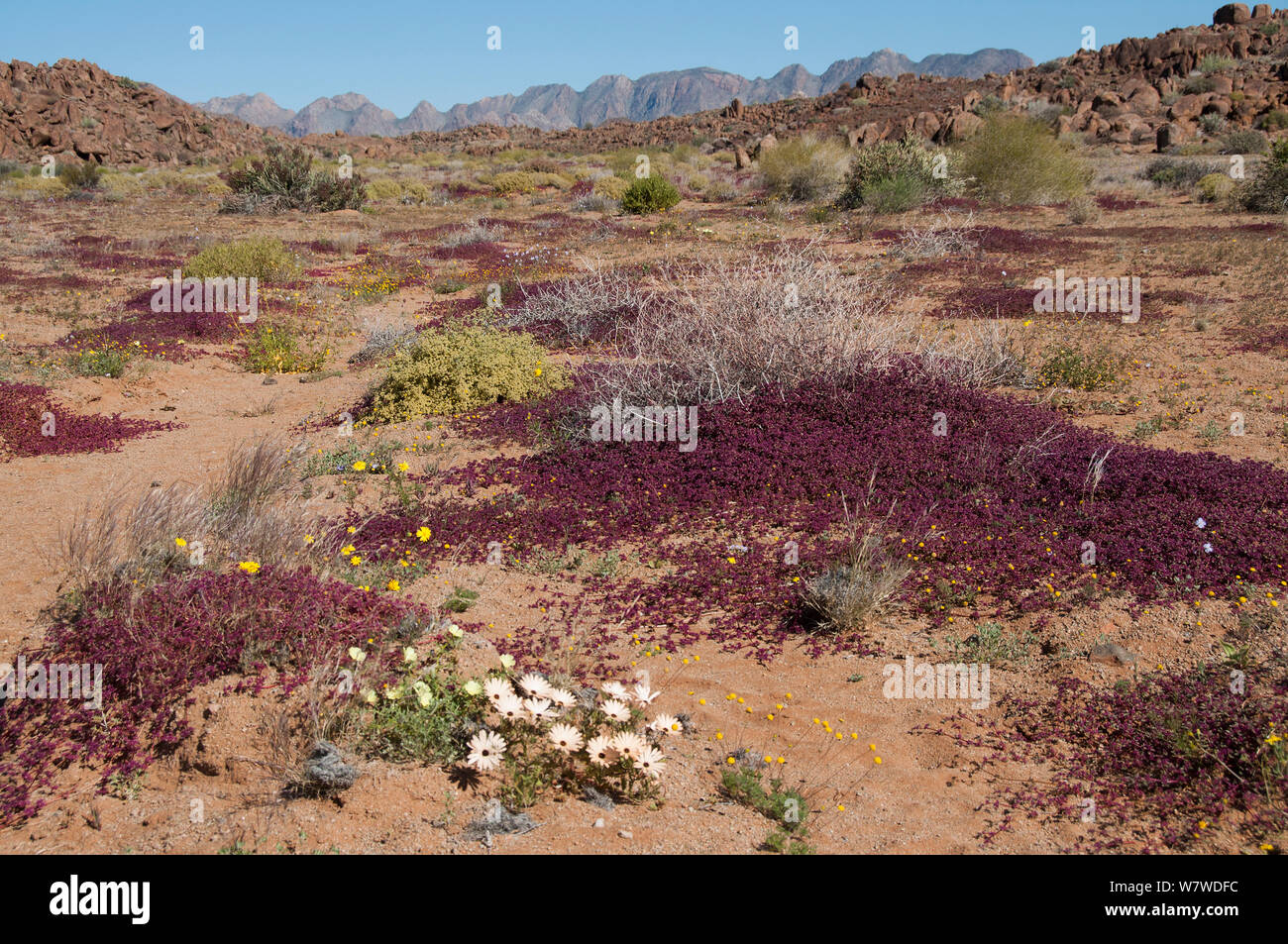 Flowering desert plants including Daisies (Asteraceae) Richtersveld National Park and World Heritage Site, Northern Cape, South Africa, August. Stock Photo