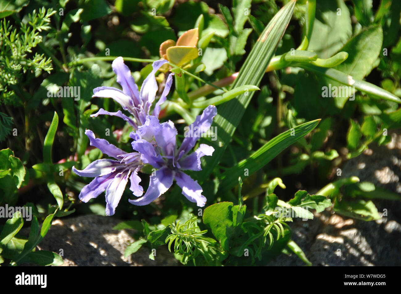 Iris (Babiana sp) in flower, Namaqualand flowers, West Coast National Park, Western Cape, South Africa, August. Stock Photo
