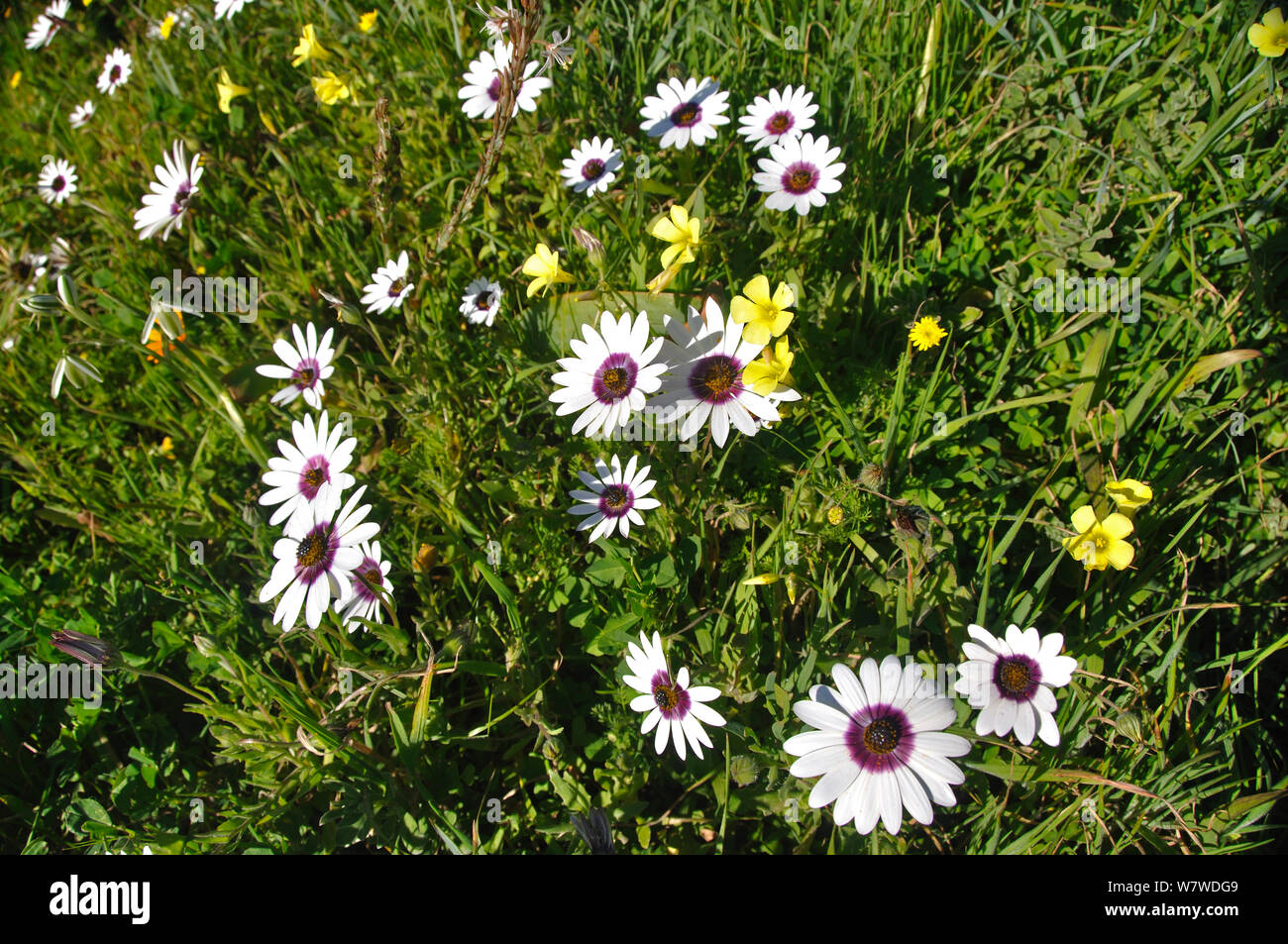 White Namaqualand / Cape daisies (Dimorphotheca pluvialis) and other species in flower, West Coast National park, Western Cape, South Africa, August. Stock Photo