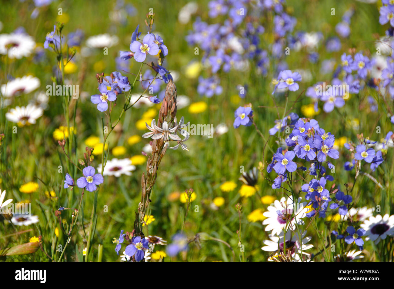 Namaqualand flowers including Sporries (Heliophila sp), White Namaqualand / Cape daisies (Dimorphotheca pluvialis) and Flowering bulb (Drimia multifolia) West Coast National Park, Western Cape, South Africa:, August. Stock Photo