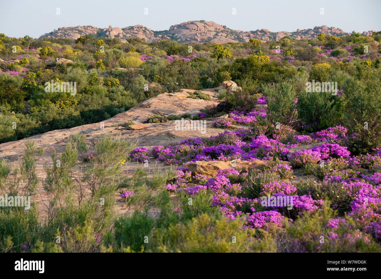 Fynbos in flower including Ice plants (Drosanthemum hispidum) Namaqualand, Northern Cape, South Africa, August. Stock Photo
