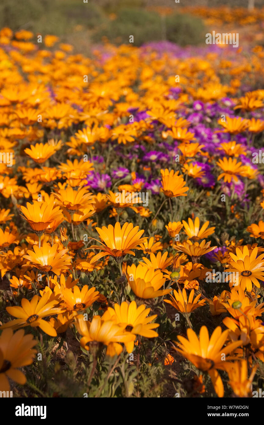 Namaqualand daisy cape marigold dimorphotheca hires stock photography