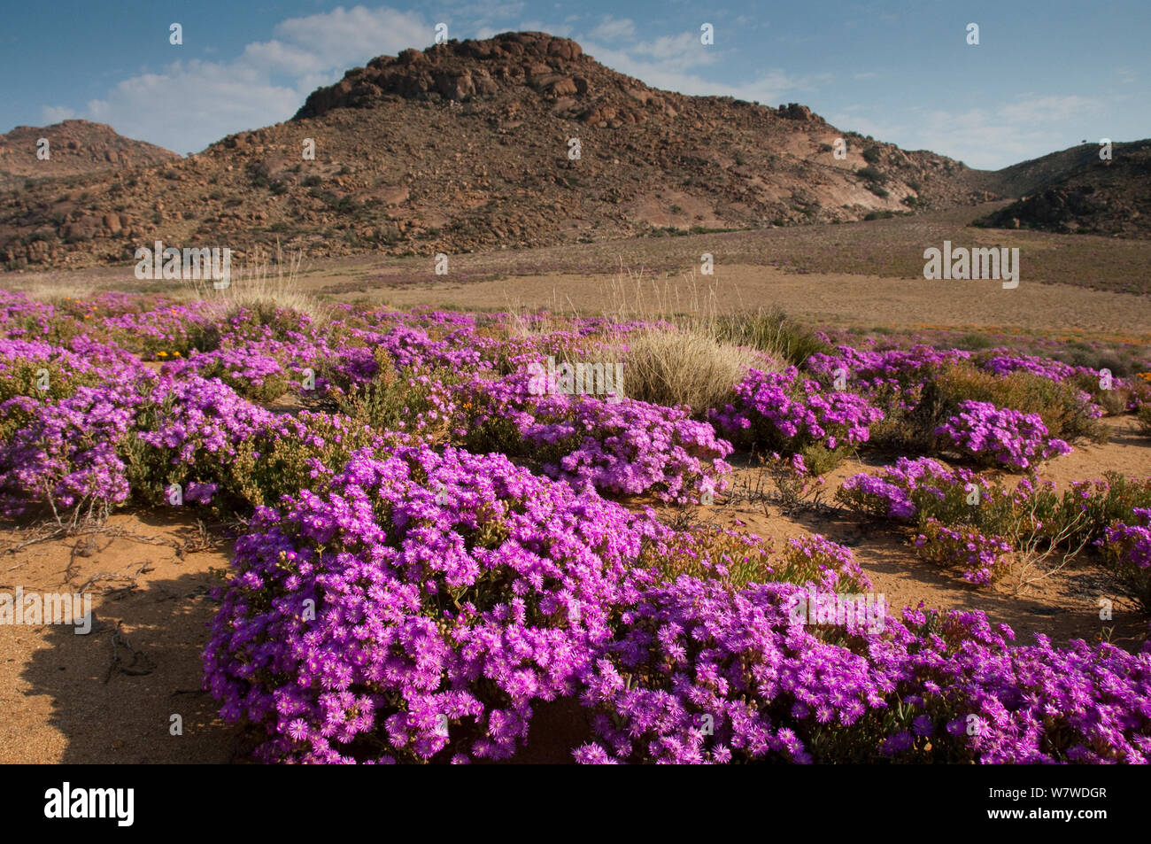 Ice plants ( Drosanthemum hispidum) flowering, Goegap Nature Reserve, Namaqualand, Northern Cape, South Africa, August 2011. Stock Photo