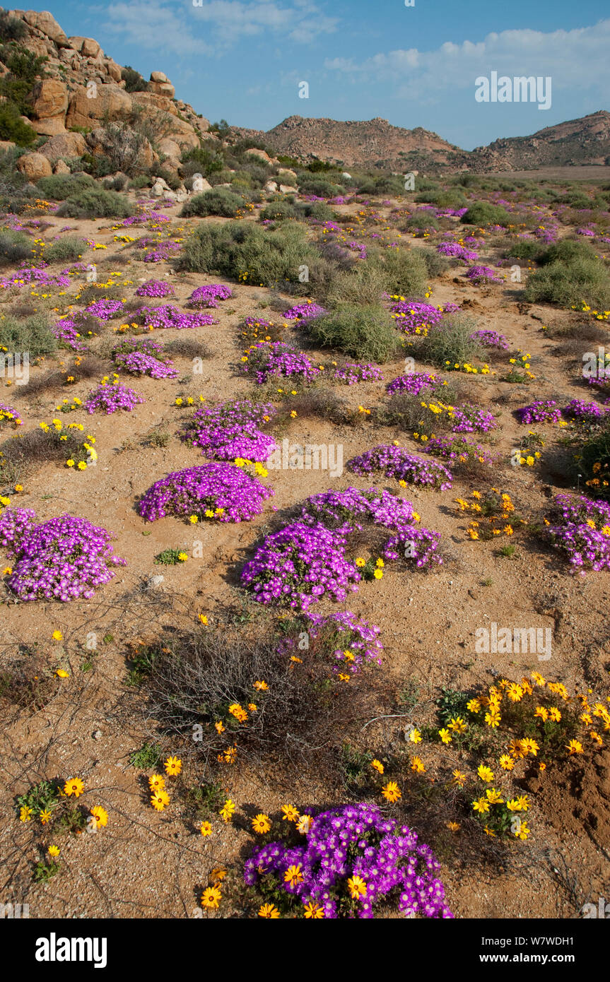 Daisies (Dimorphotheca sinuata) and ice plants (Drosanthemum hispidum) in flower, Goegap Nature Reserve, Northern Cape, Namaqualand, South Africa, August. Stock Photo