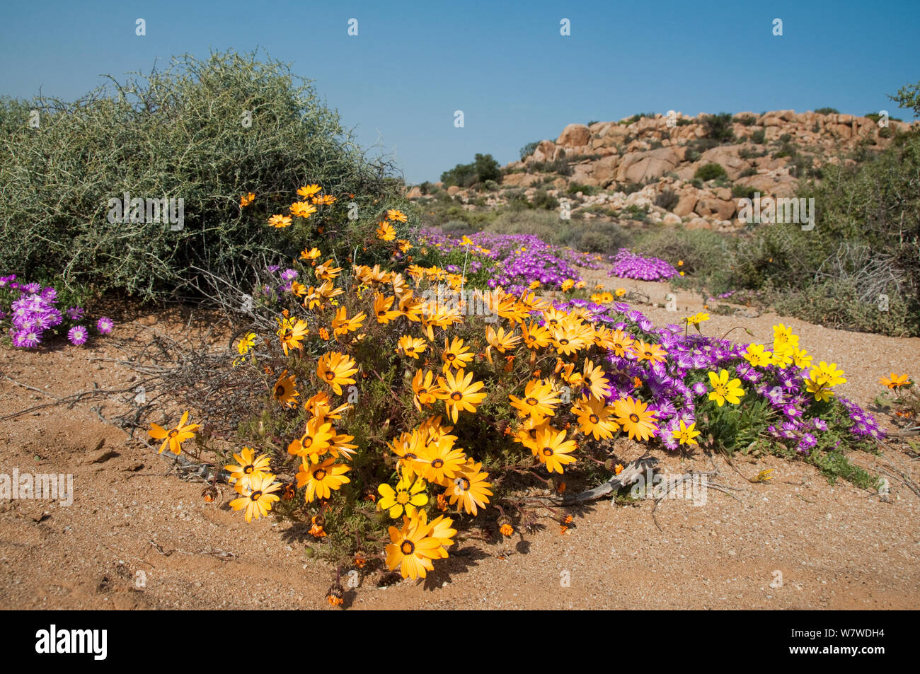 Daisies (Dimorphotheca sinuata) and Ice plants ( Drosanthemum hispidum) in flower, Goegap Nature Reserve, Namaqualand, South Africa, August. Stock Photo