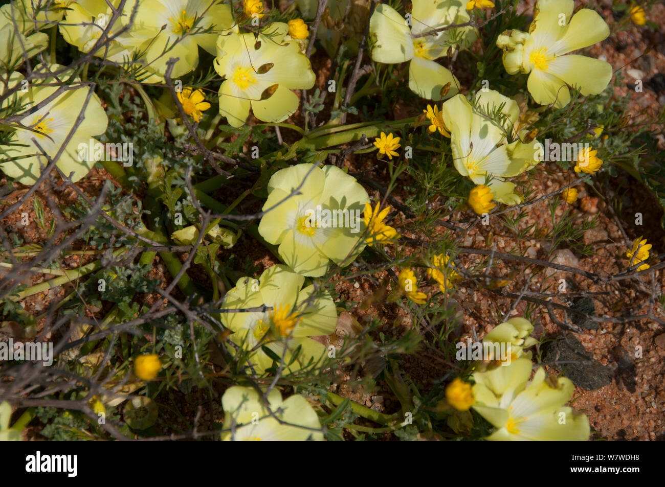 Maritzwater desert primroses (Grielum humifusum) in flower, Namaqualand, Northern Cape, South Africa, August. Stock Photo