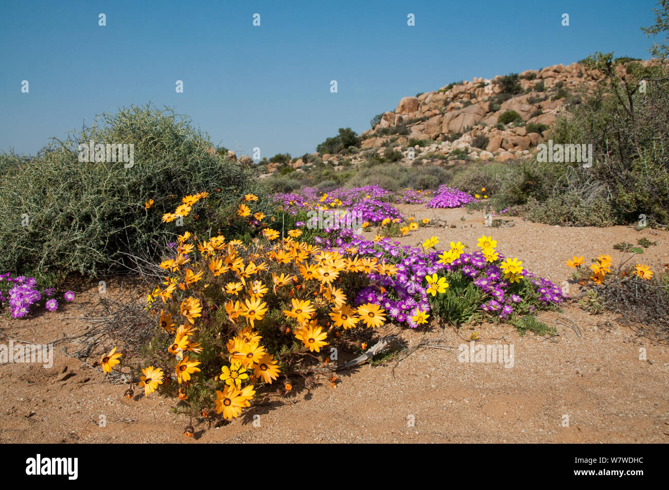 Daisies (Dimorphotheca sinuata) and Ice plants (Drosanthemum hispidum) in flower, Goegap Nature Reserve, Namaqualand, South Africa, August. Stock Photo