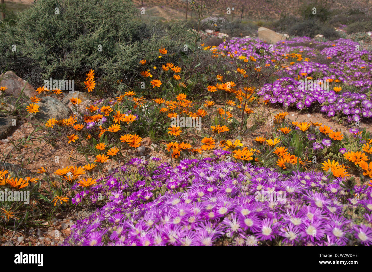 Beetle daisies (Drosanthemum hispidum) and Ice plants (Drosanthemum hispidum) in flower, near Okiep, Namaqualand, Northern Cape, South Africa, August. Stock Photo