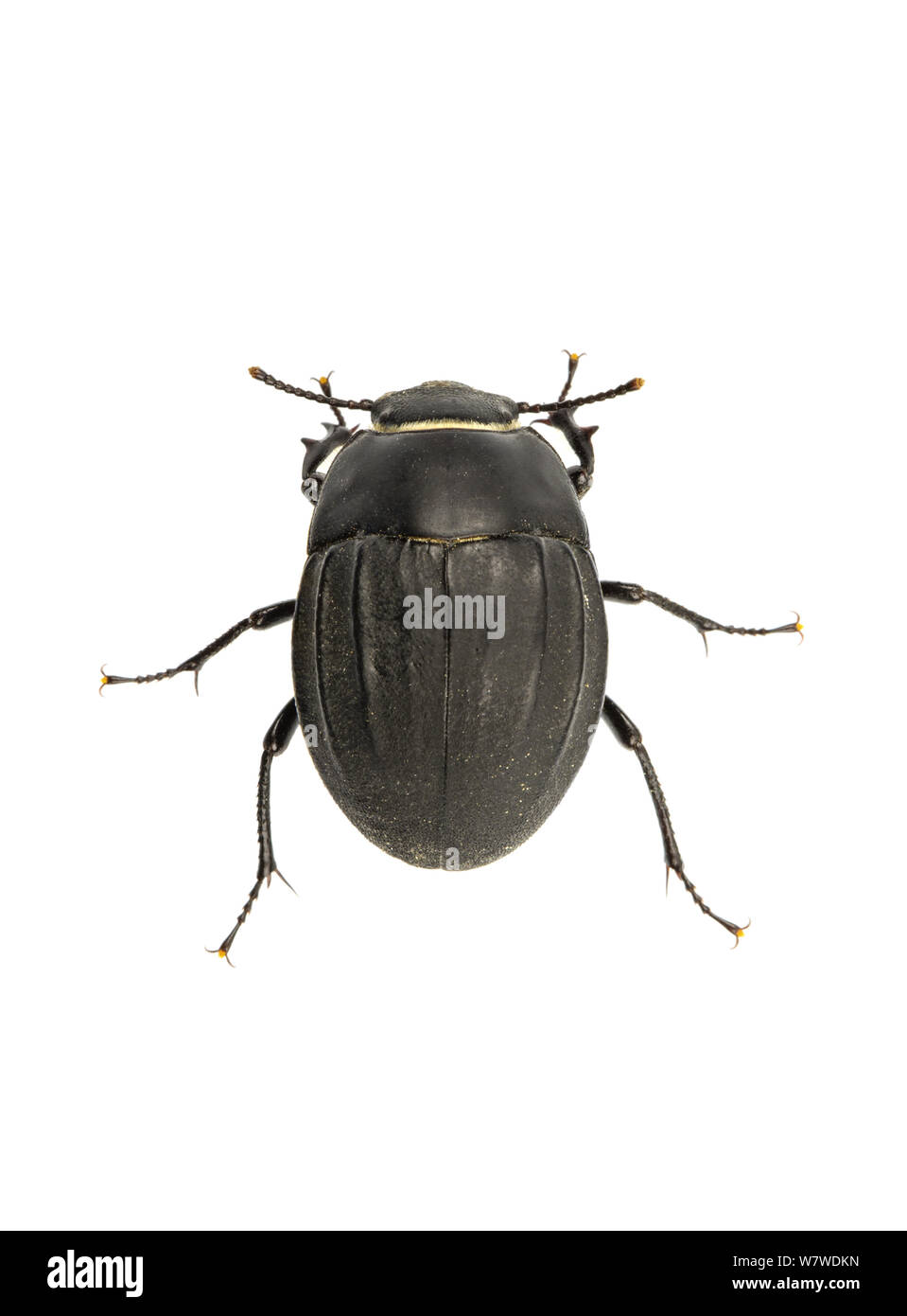 Real Framed Phanerotomea Bertolonii Large African Darkling Beetle 8472 
