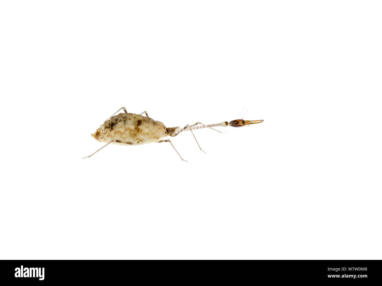 Antlion larva hi-res stock photography and images - Alamy