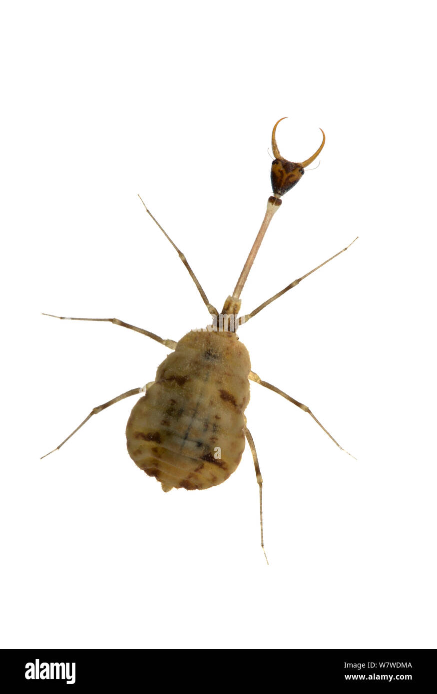Insect larva prey Cut Out Stock Images & Pictures - Alamy