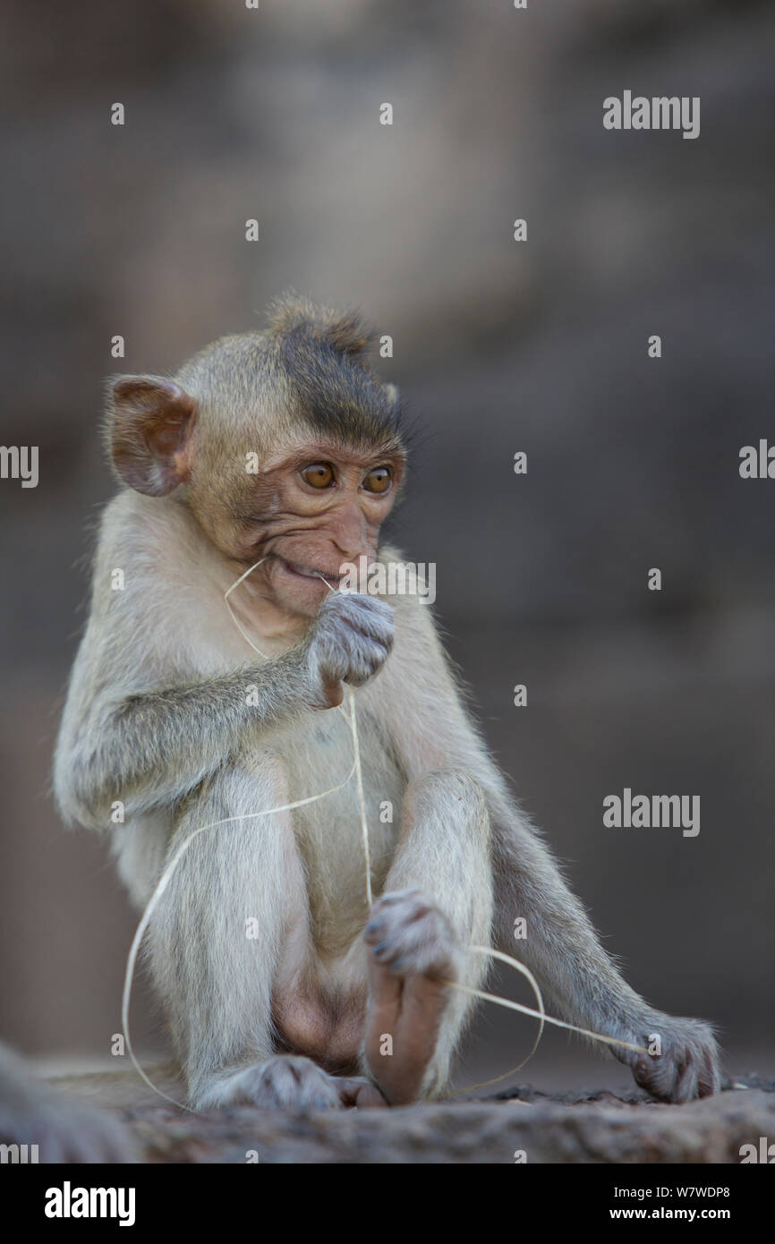 Monkey meme hi-res stock photography and images - Alamy