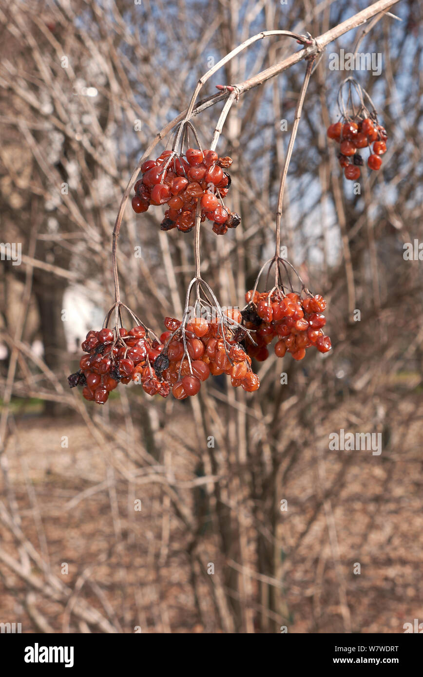 red fruit of Viburnum opulus shrub in winter Stock Photo
