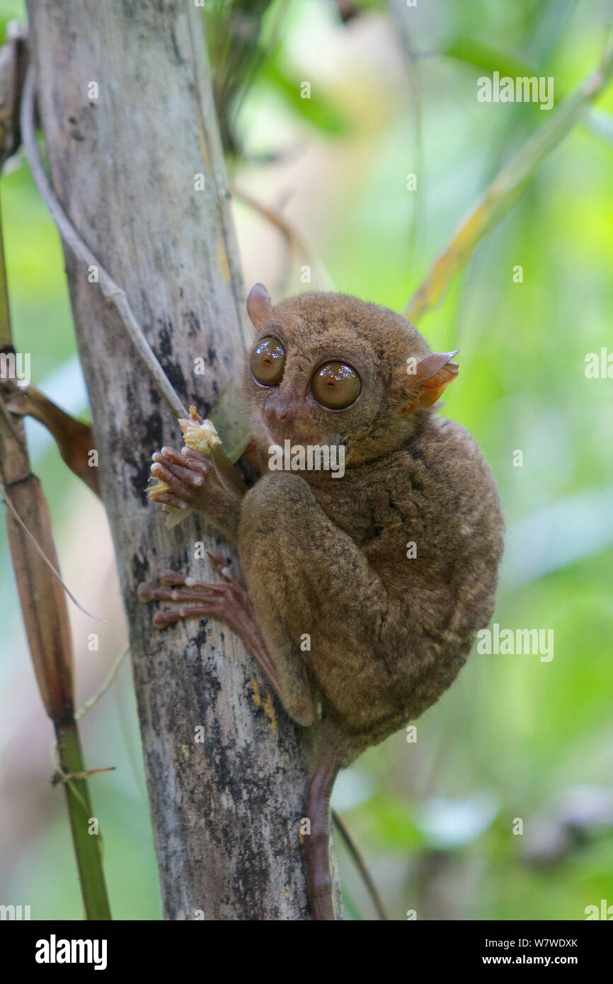 Philippine tarsier (Carlito syrichta) captive, Philippine Tarsier and Wildlife Sanctuary, Bohol, Philippine&#39;s. Stock Photo