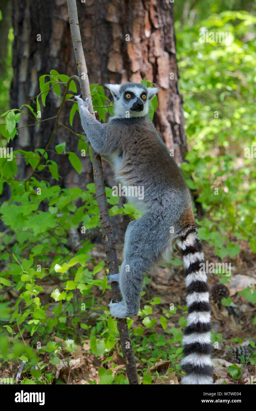 Male ring-tail lemurs exude fruity-smelling perfume from their wrists to  attract mates
