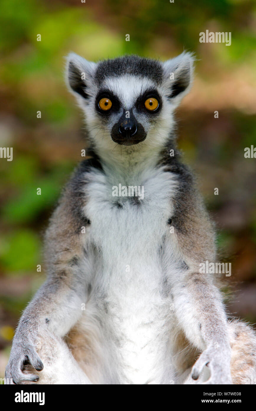 Ring Tailed Lemur (Lemur catta) portrait, captive. Duke Lemur Center