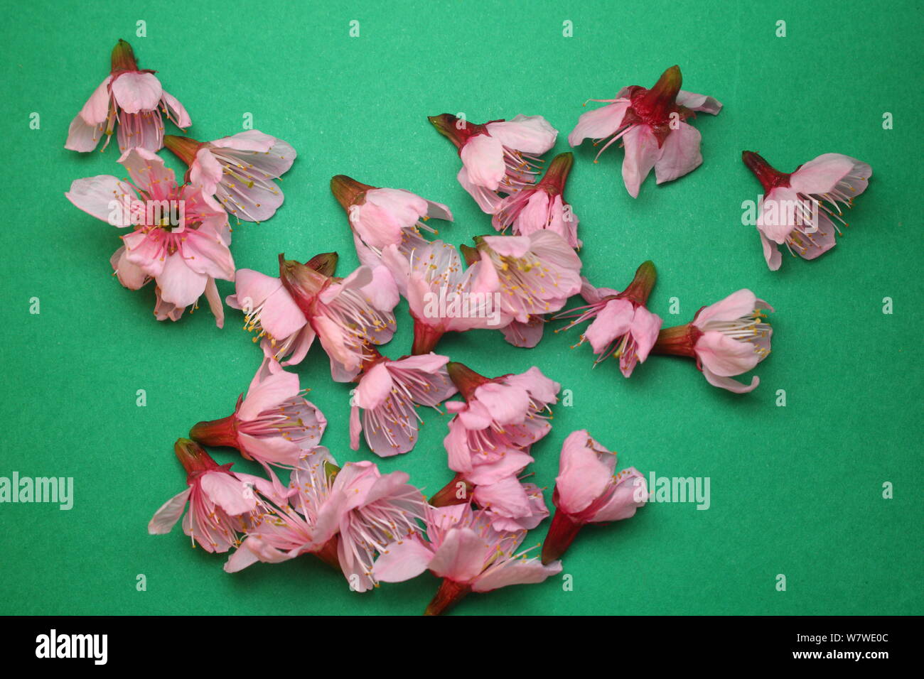 Some sakura flowers Stock Photo Alamy