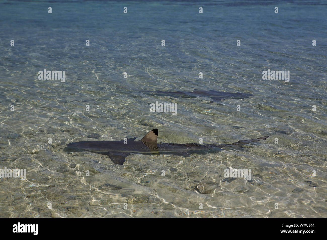 Black tip reef shark great barrier reef hi-res stock photography and